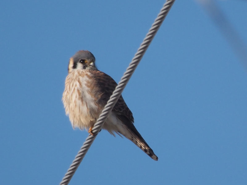 Mystery bird to be identified