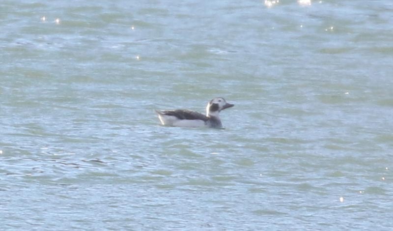 Mystery bird to be identified