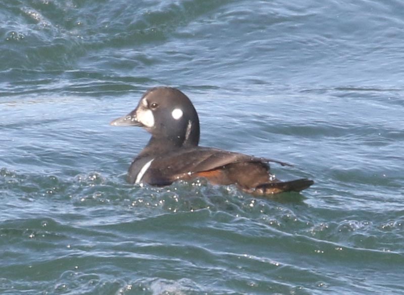Mystery bird to be identified