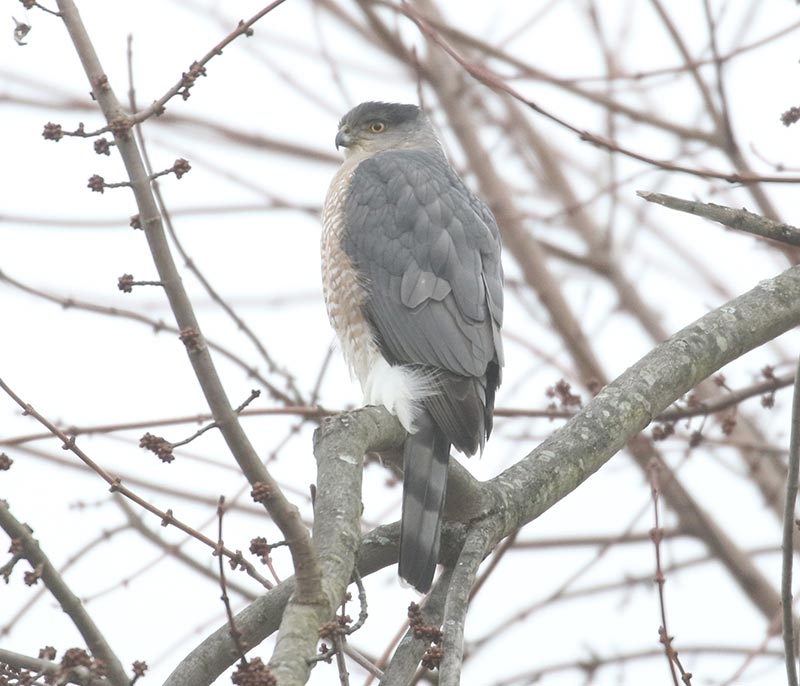 Mystery bird to be identified