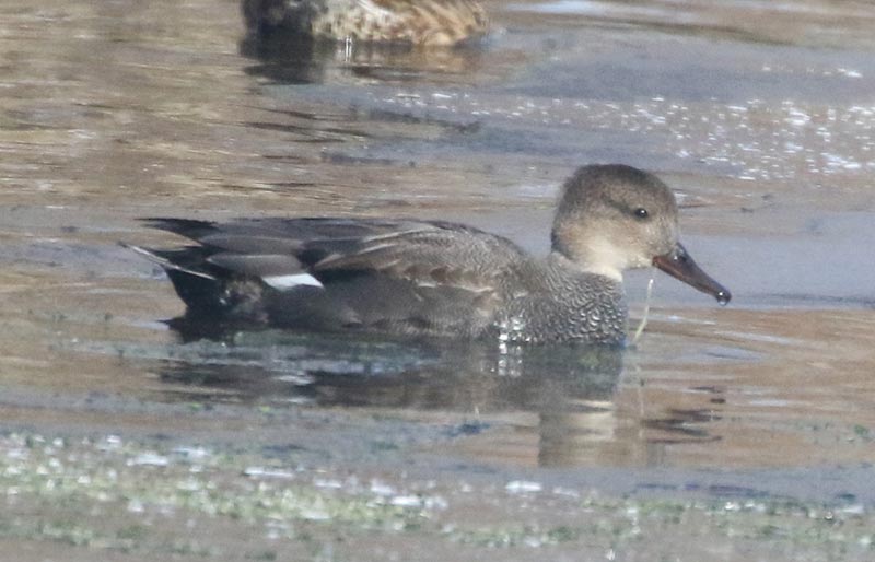 Mystery bird to be identified