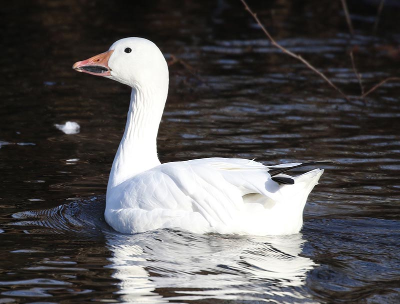 Mystery bird to be identified