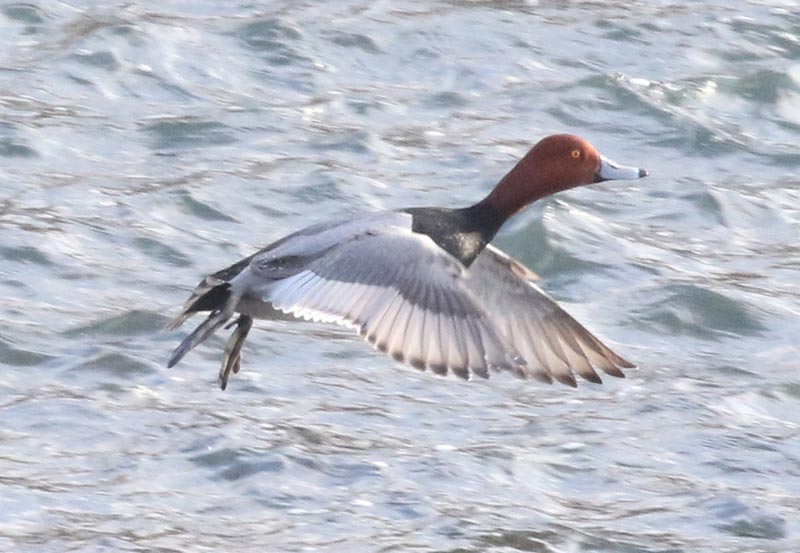Mystery bird to be identified