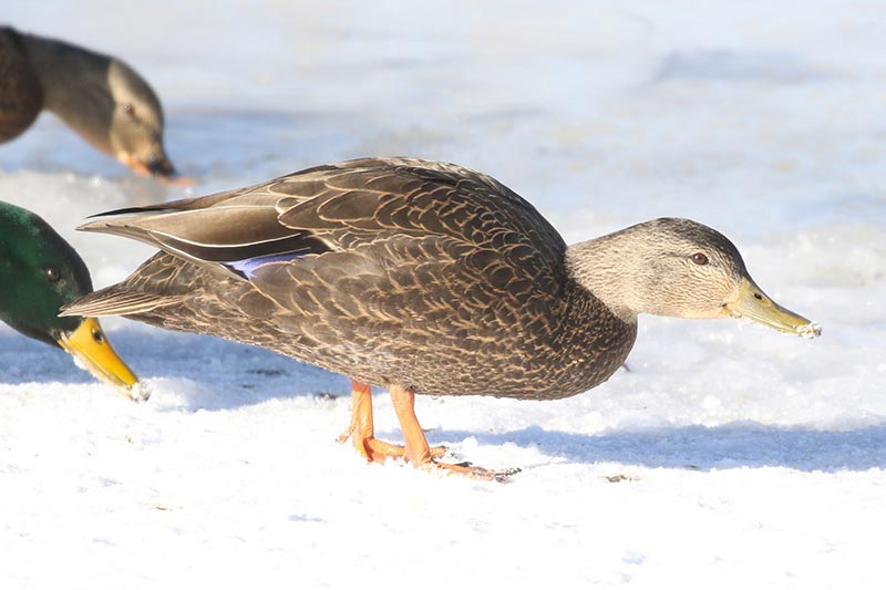 Mystery bird to be identified