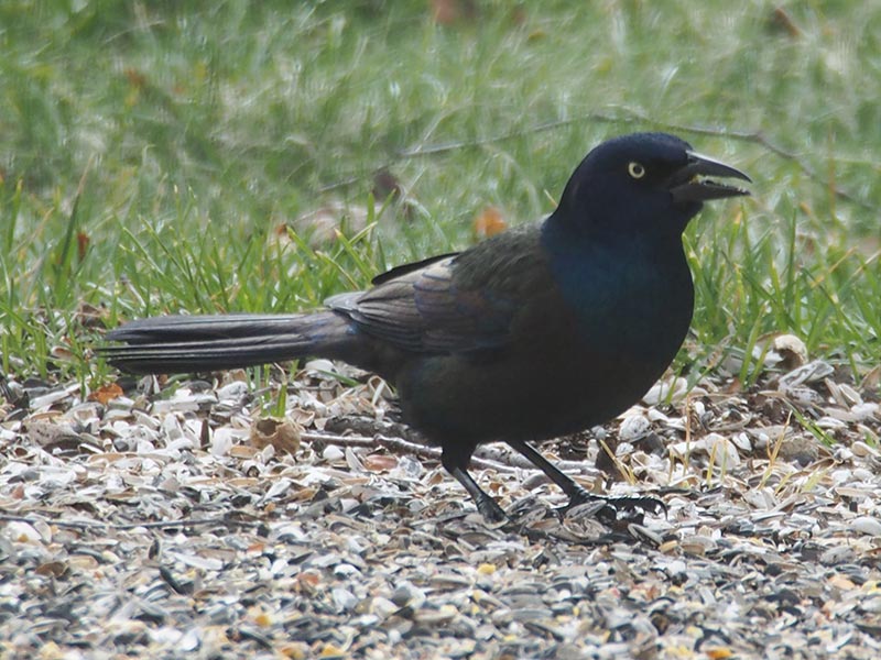 Mystery bird to be identified