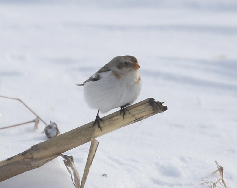 Mystery bird to be identified