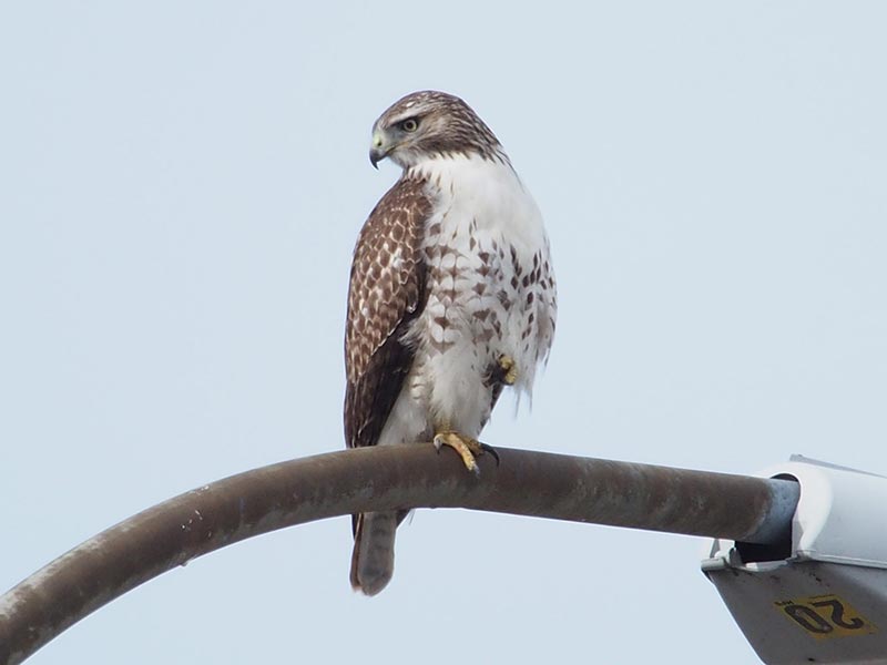Mystery bird to be identified