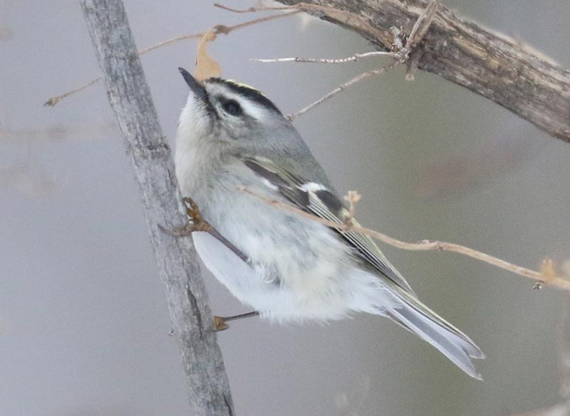 Mystery bird to be identified