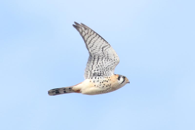 Mystery bird to be identified