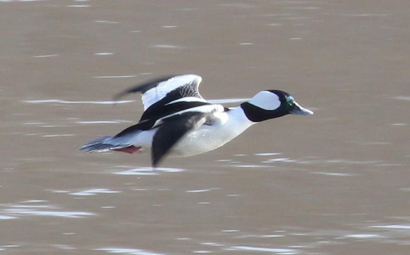 Mystery bird to be identified