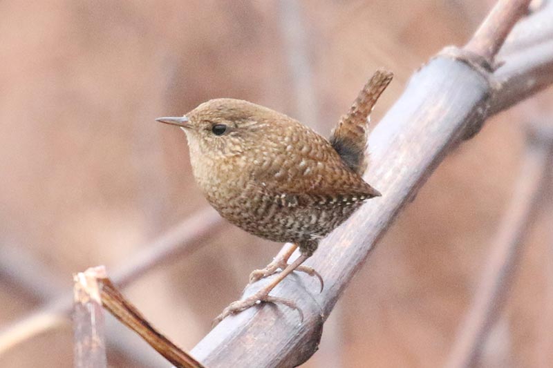 Mystery bird to be identified
