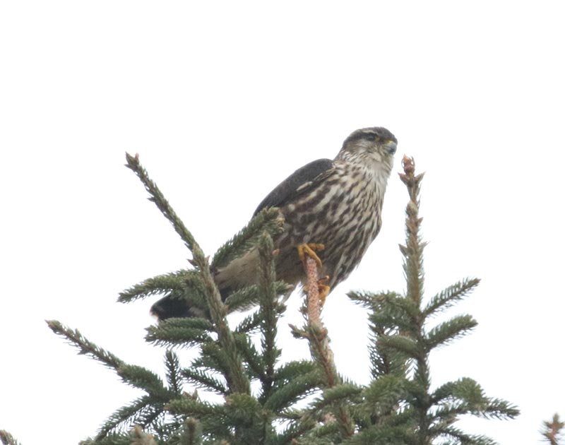 Mystery bird to be identified