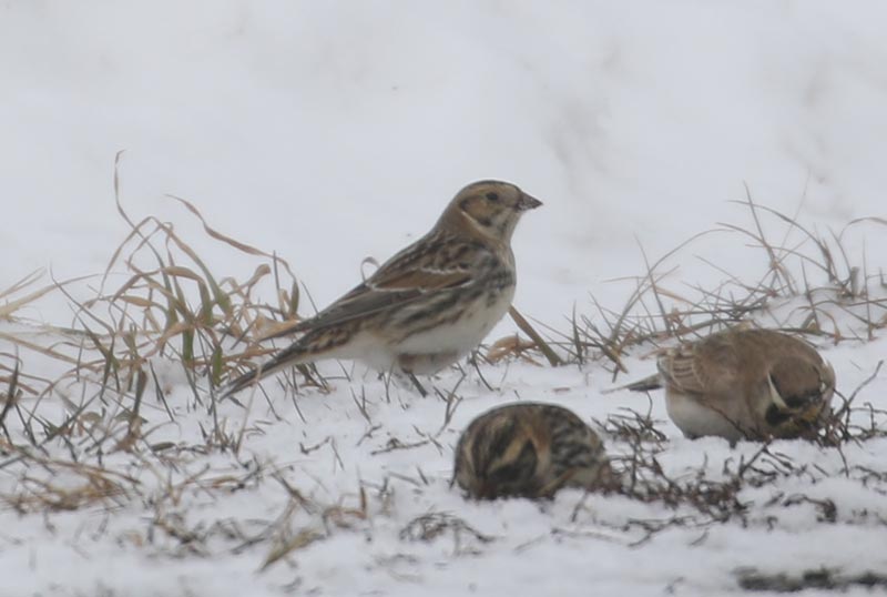 Mystery bird to be identified