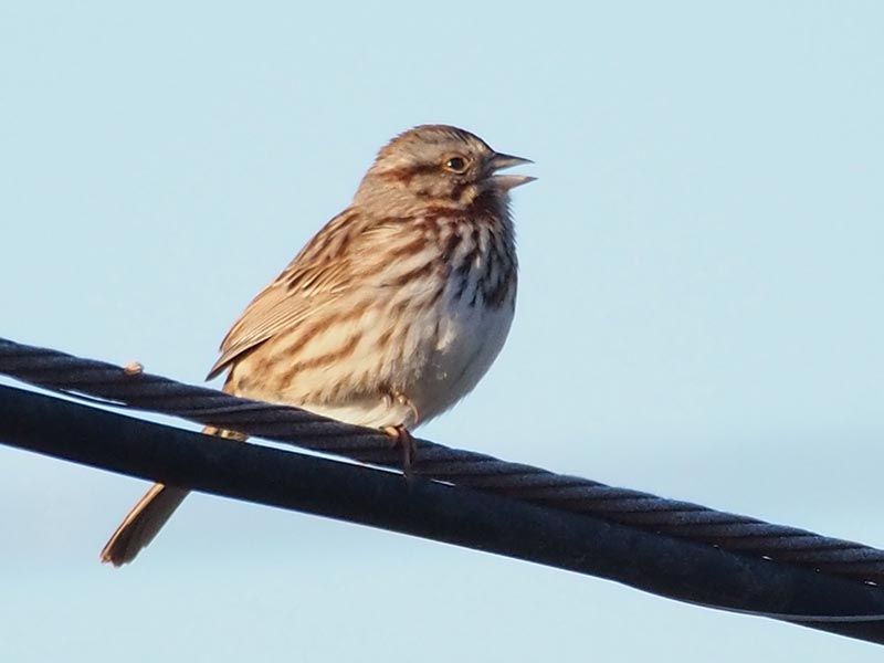 Mystery bird to be identified