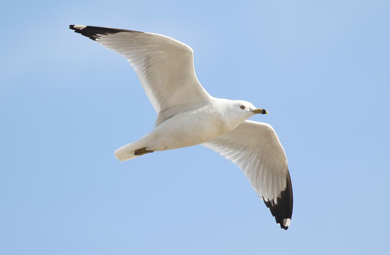 Mystery bird to be identified