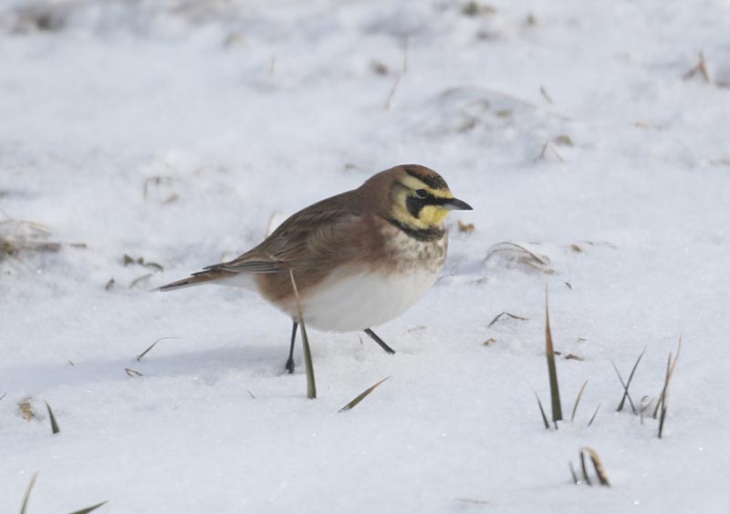 Mystery bird to be identified