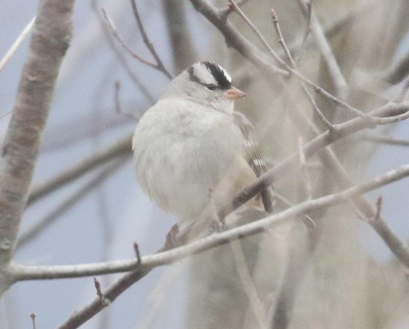 Mystery bird to be identified