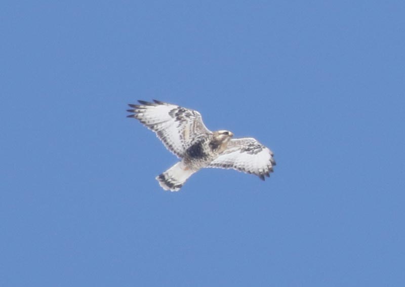 Mystery bird to be identified
