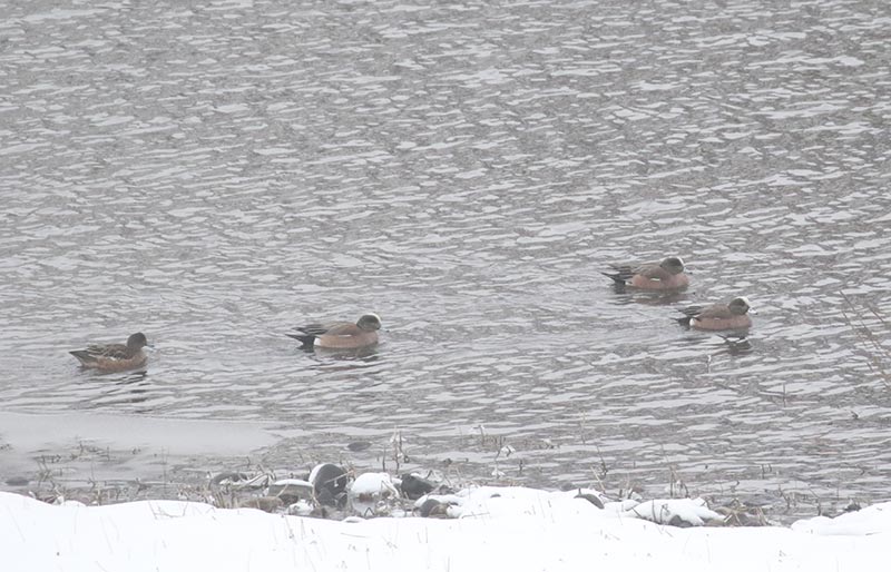 Mystery birds to be identified