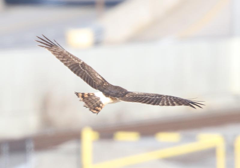 Mystery bird to be identified