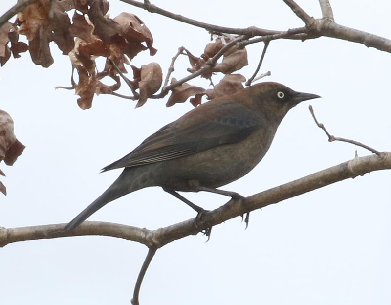 Mystery bird to be identified