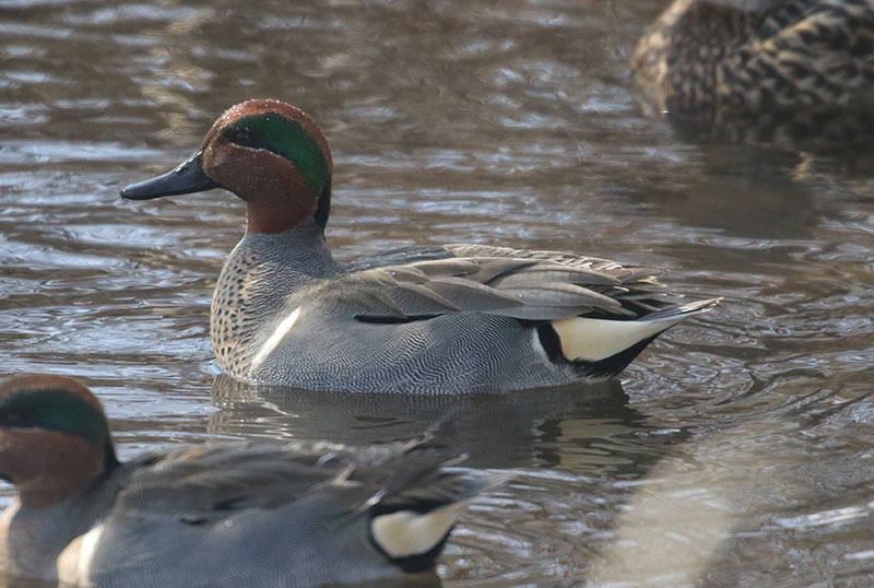 Mystery bird to be identified