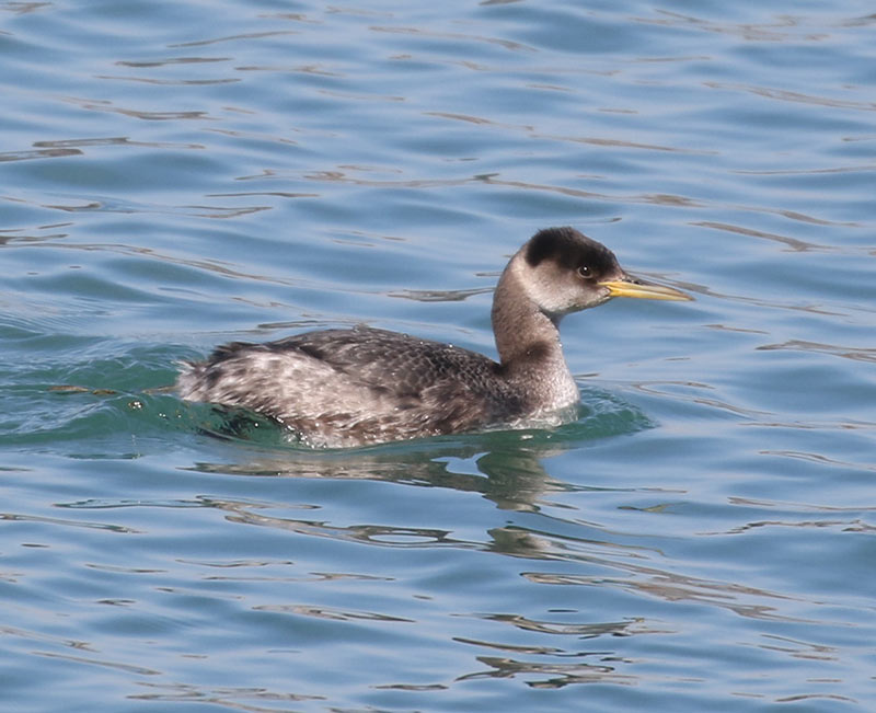 Mystery bird to be identified