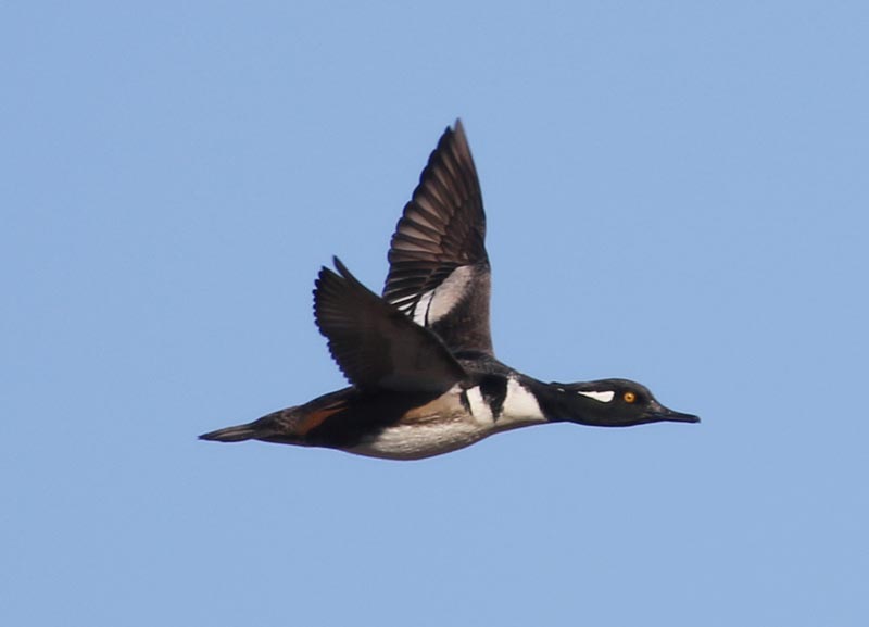 Mystery bird to be identified