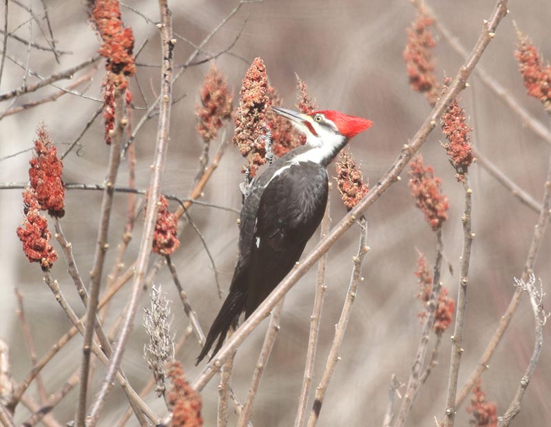 Mystery bird to be identified
