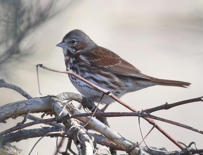 Mystery bird to be identified