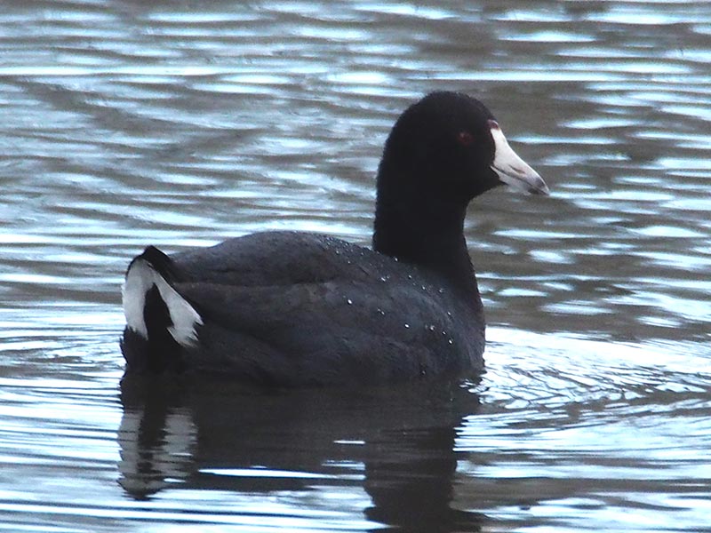 Mystery bird to be identified