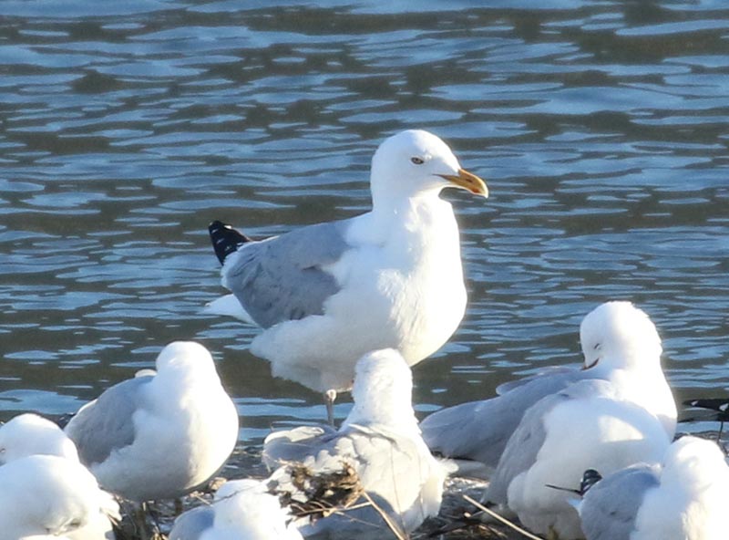 Mystery bird to be identified