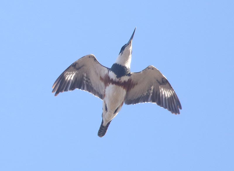 Mystery bird to be identified