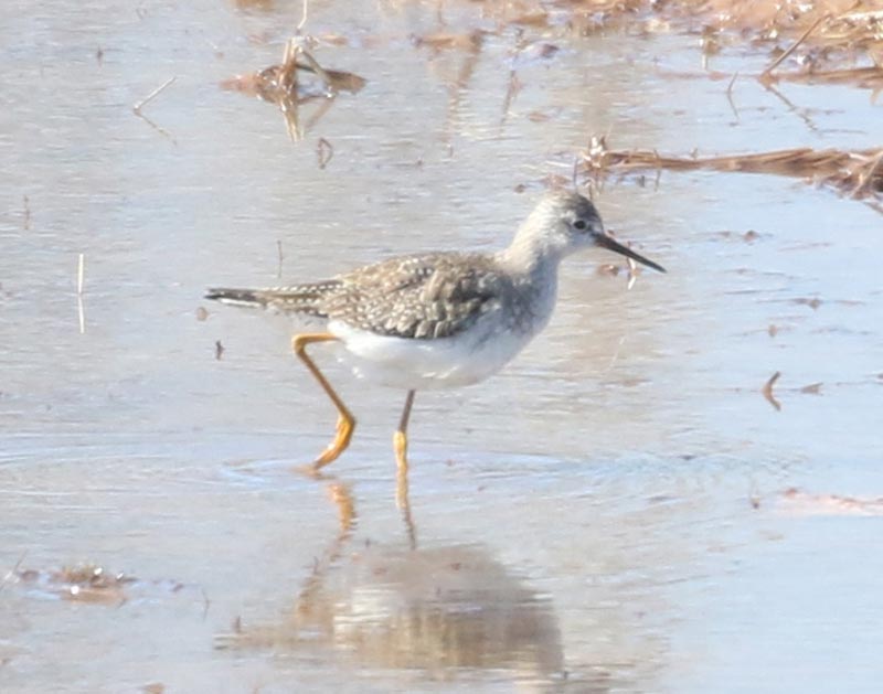 Mystery bird to be identified