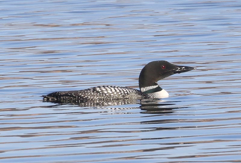 Mystery bird to be identified