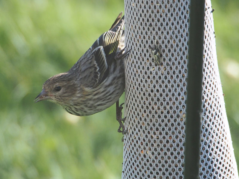 Mystery bird to be identified