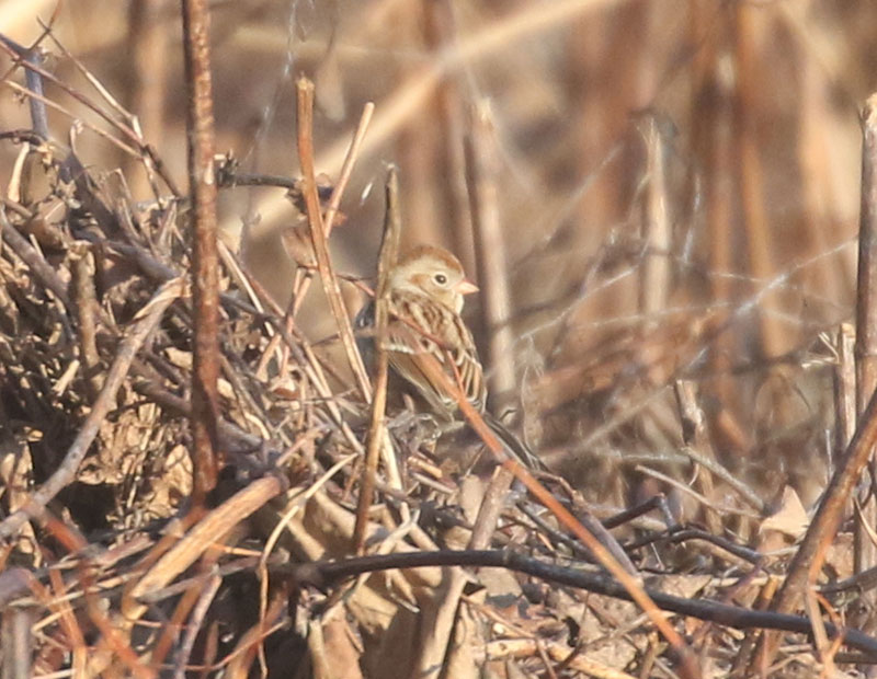 Mystery bird to be identified