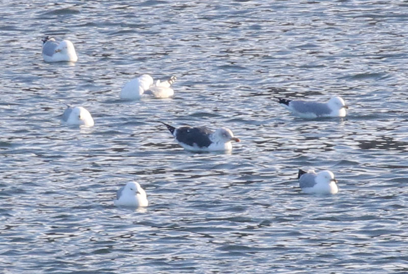 Mystery bird to be identified