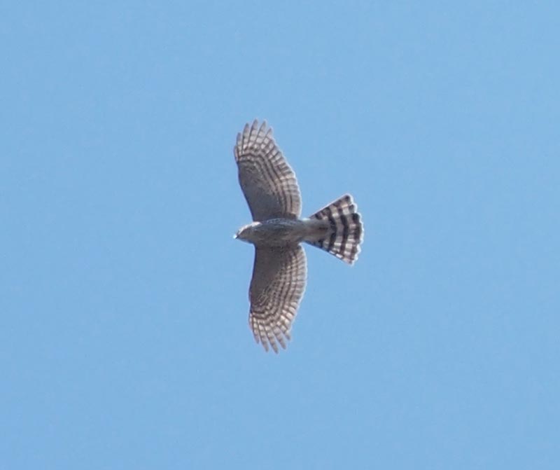 Mystery bird to be identified