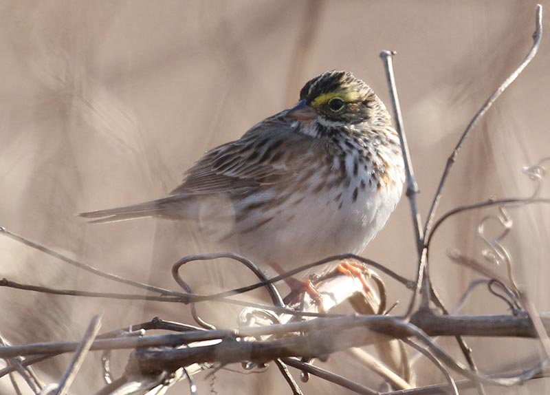 Mystery bird to be identified