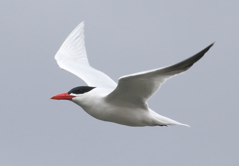 Mystery bird to be identified