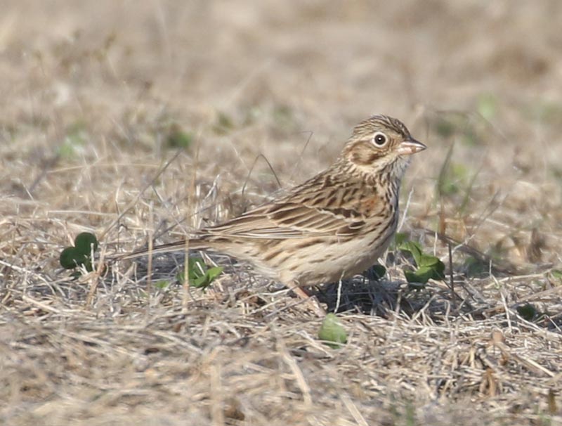 Mystery bird to be identified