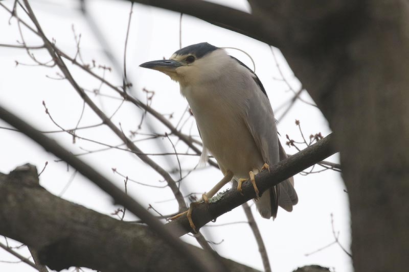 Mystery bird to be identified
