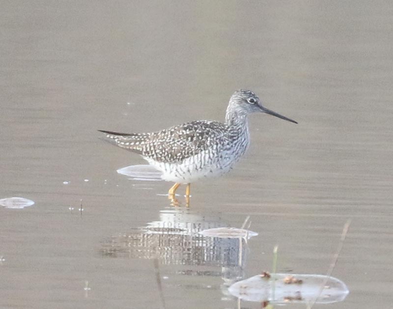 Mystery bird to be identified
