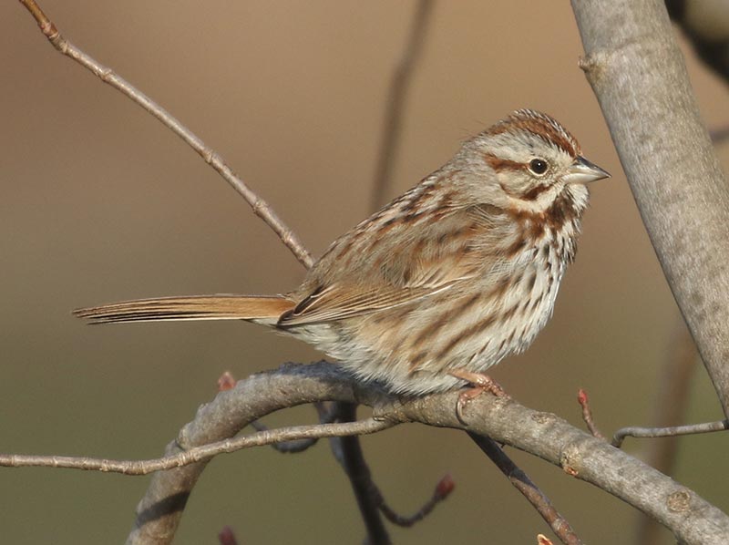 Mystery bird to be identified