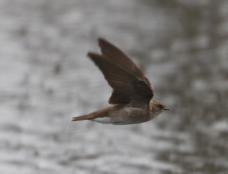 Mystery bird to be identified