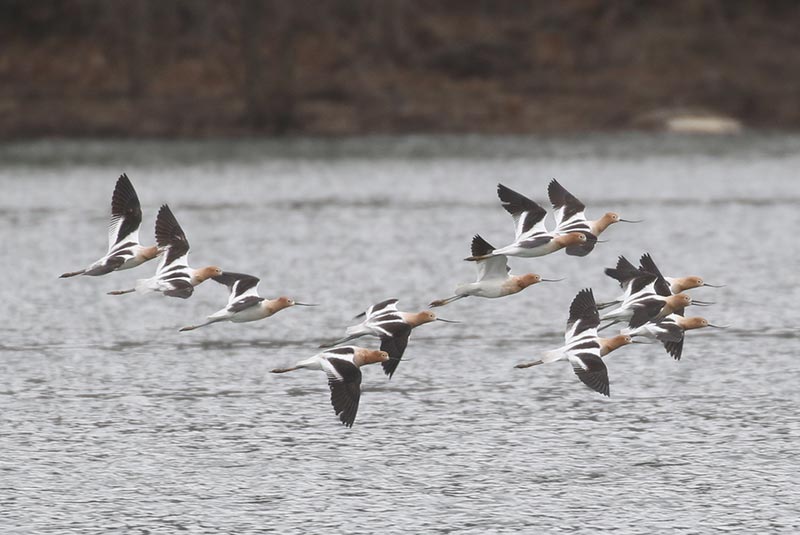 Mystery birds to be identified