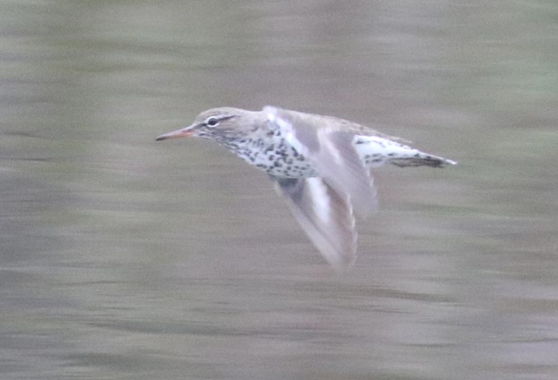 Mystery bird to be identified