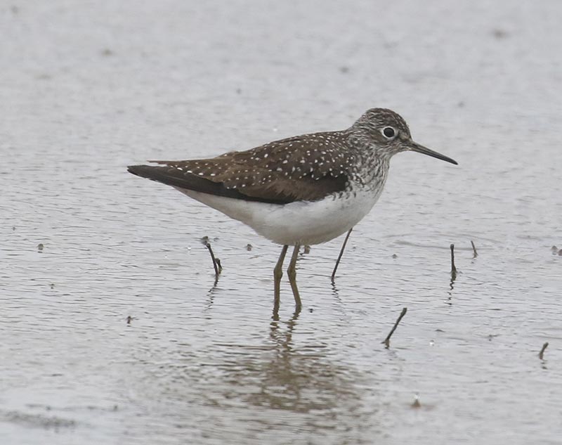 Mystery bird to be identified