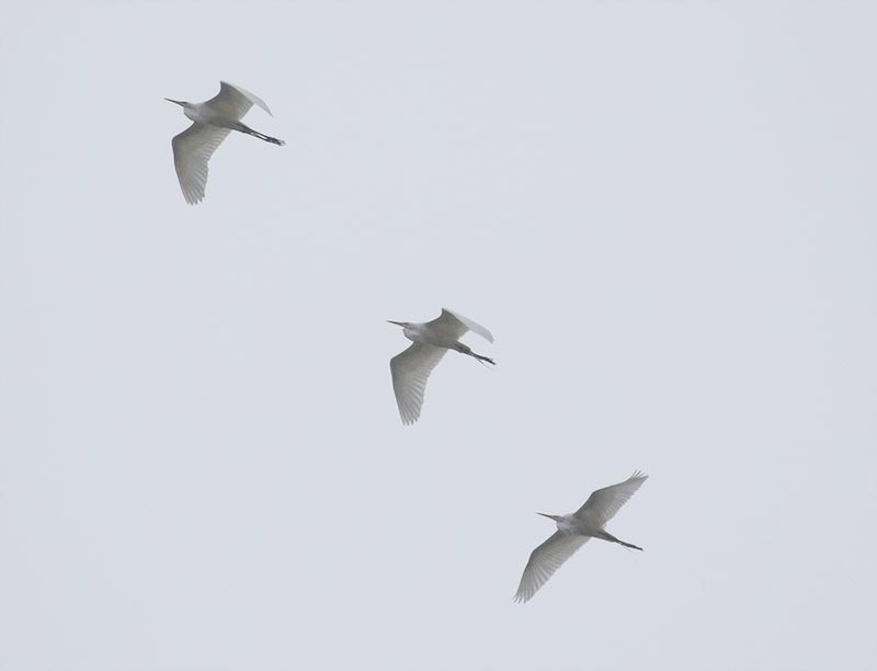 Mystery birds to be identified